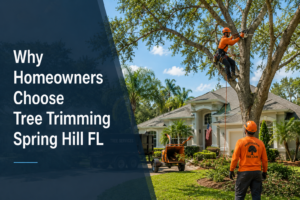Read more about the article Why Homeowners Choose Tree Trimming Spring Hill FL